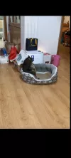 #6 Sofa Kucing MURAH