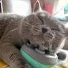 #3236 - Electric Relax Cat Massager