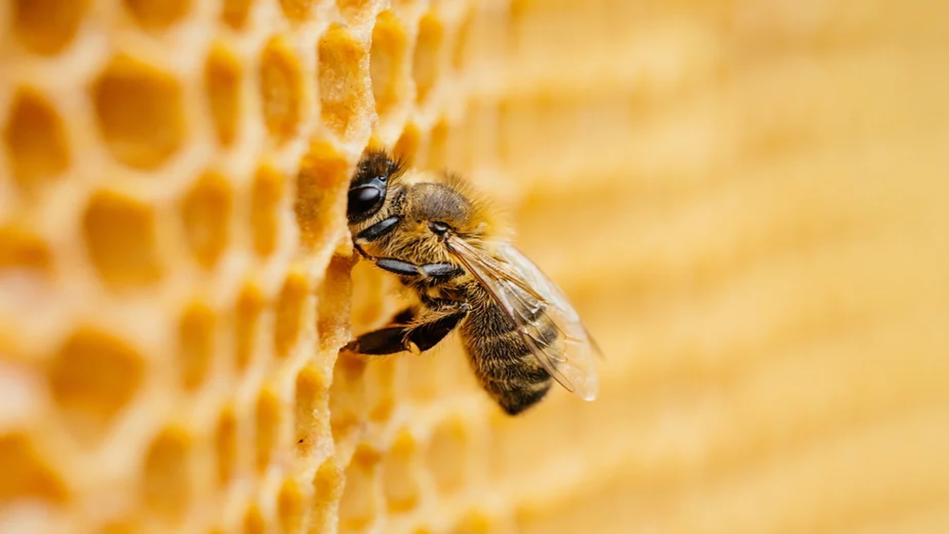 itsbio.link Biolink Cover Picture