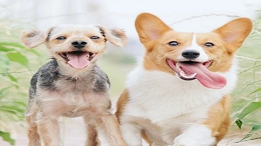 itsbio.link Biolink Cover Picture