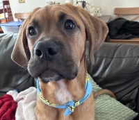 Dog Tales